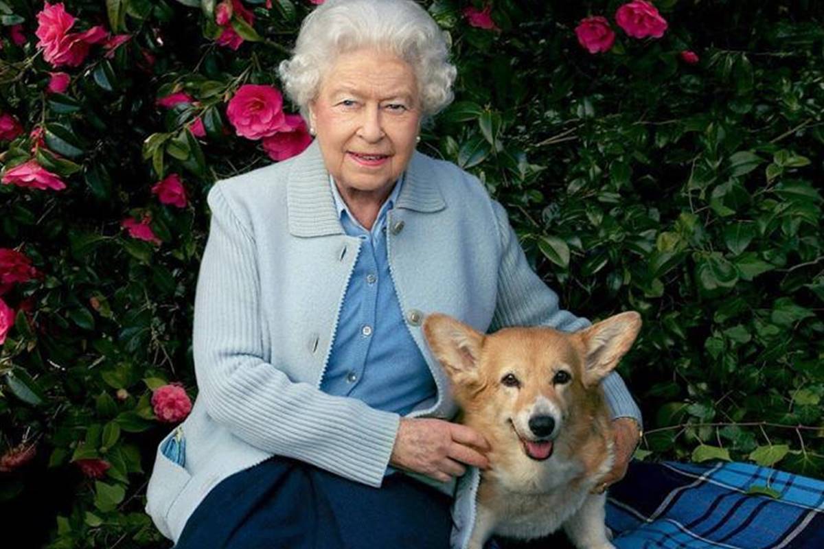 Corgis da rainha Elizabeth tinham “vida de rei” e até chef particular - QTU Questões do Universo