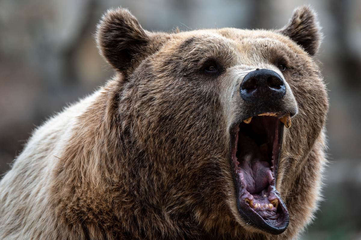 Urso pardo