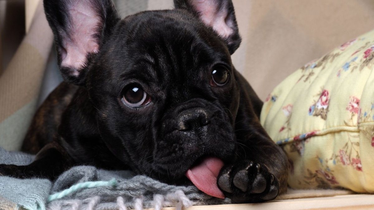 Cachorro preto lambendo as patas