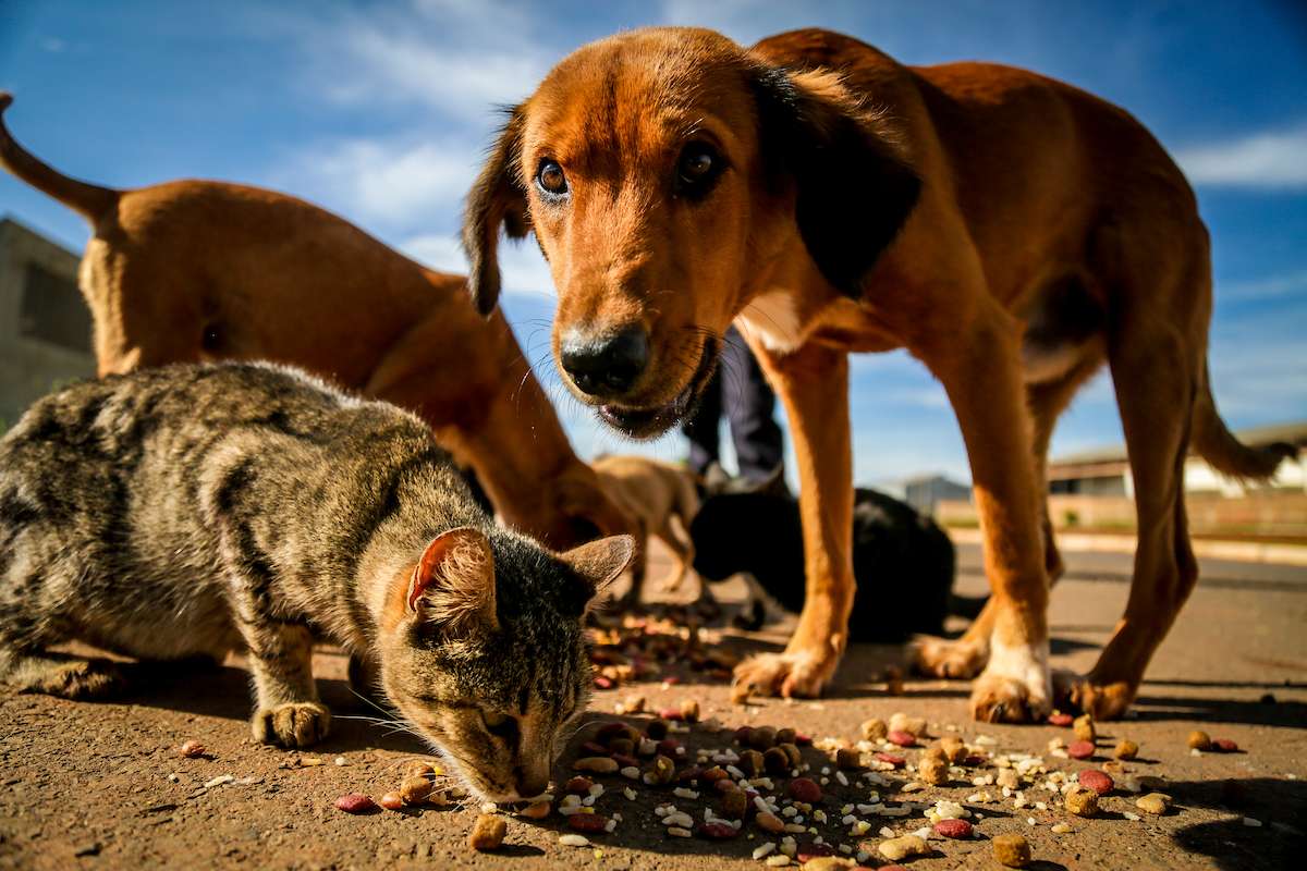 Castração de cães e gatos: DF abre 1,8 mil vagas na próxima semana