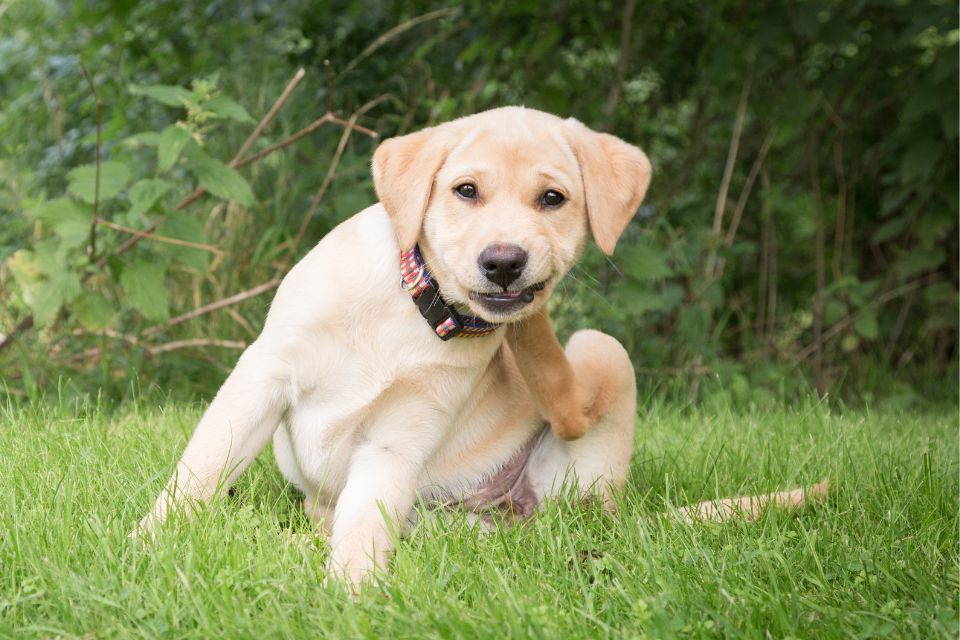 A ração diária pode parecer menos atraente para os cães