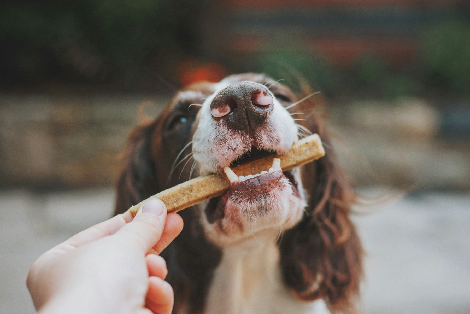 Fotografia colorida de um cão comendo um petisco