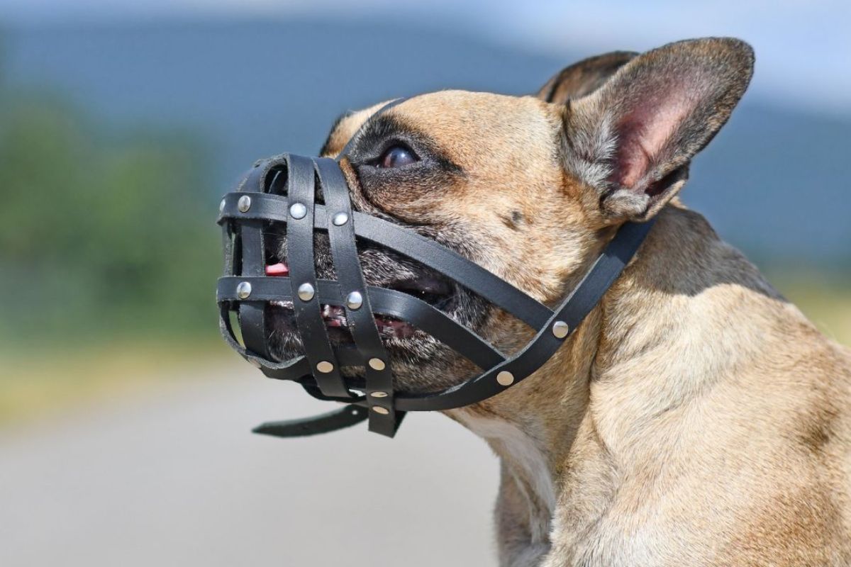 Alto Astral/Reprodução
