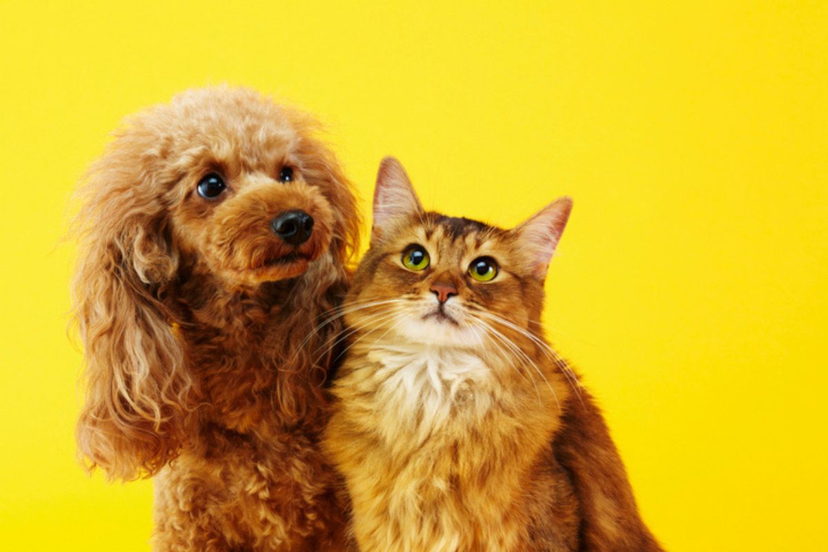 Luto pet: para o cérebro, perder um animal é como perder um familiar - QTU Questões do Universo