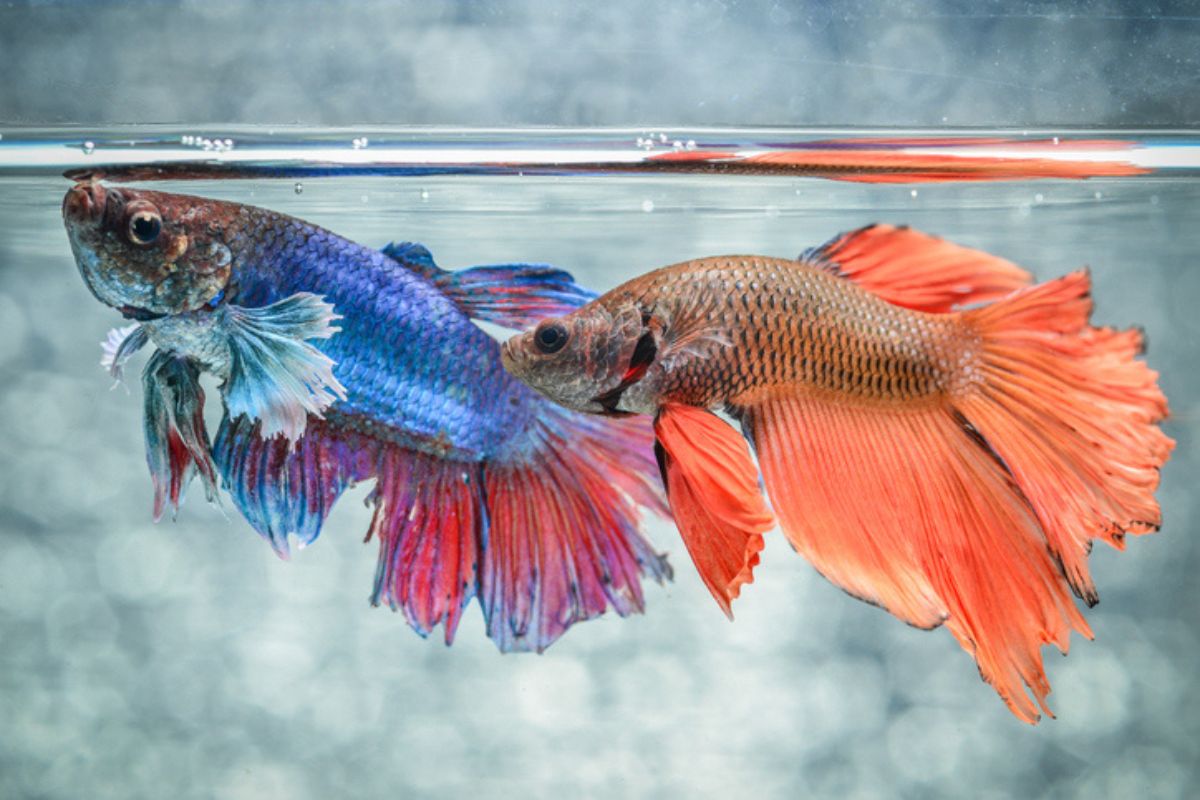 Imagem colorida de dois peixes betta juntos em aquário; um laranja e outro azul