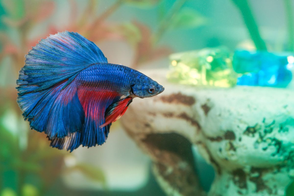 Imagem colorida de peixe betta azul com cauda vermelha