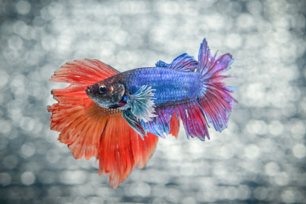 Imagem colorida de dois peixes betta nadando juntos