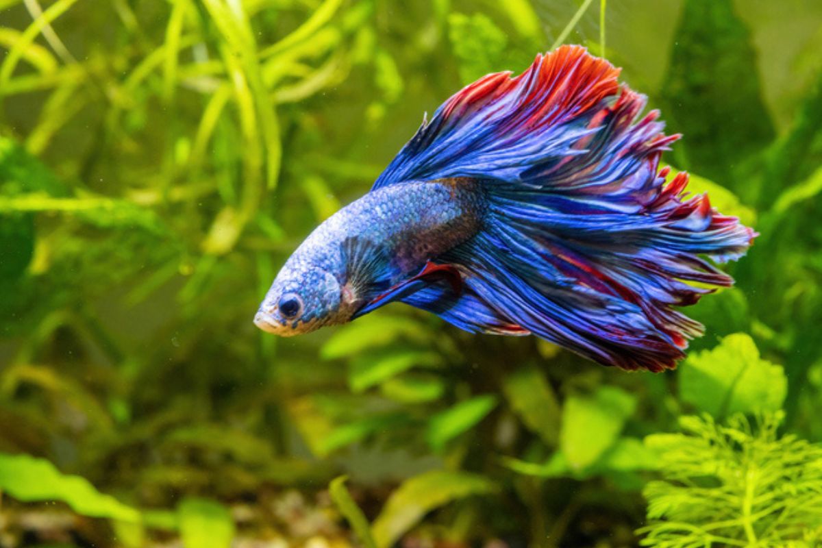 Imagem colorida de peixe betta em meio às folhas