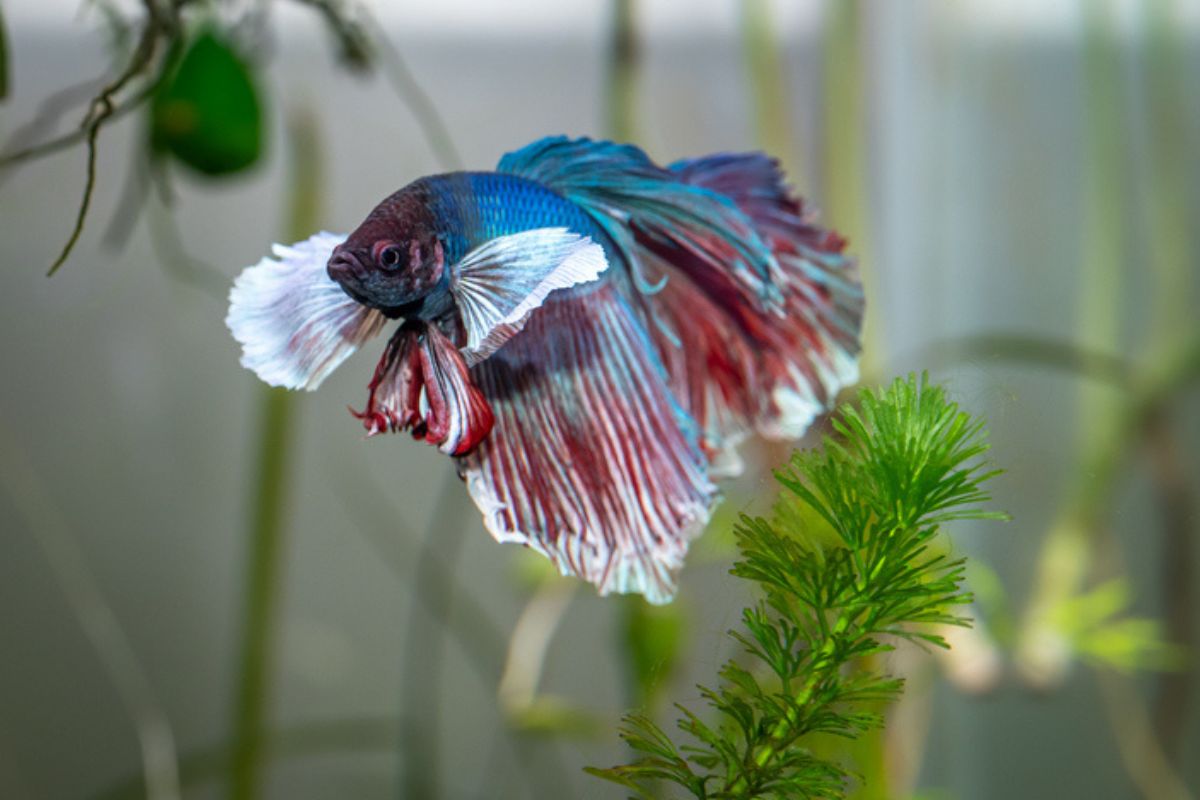 Imagem colorida de peixe betta azul com cauda vermelha