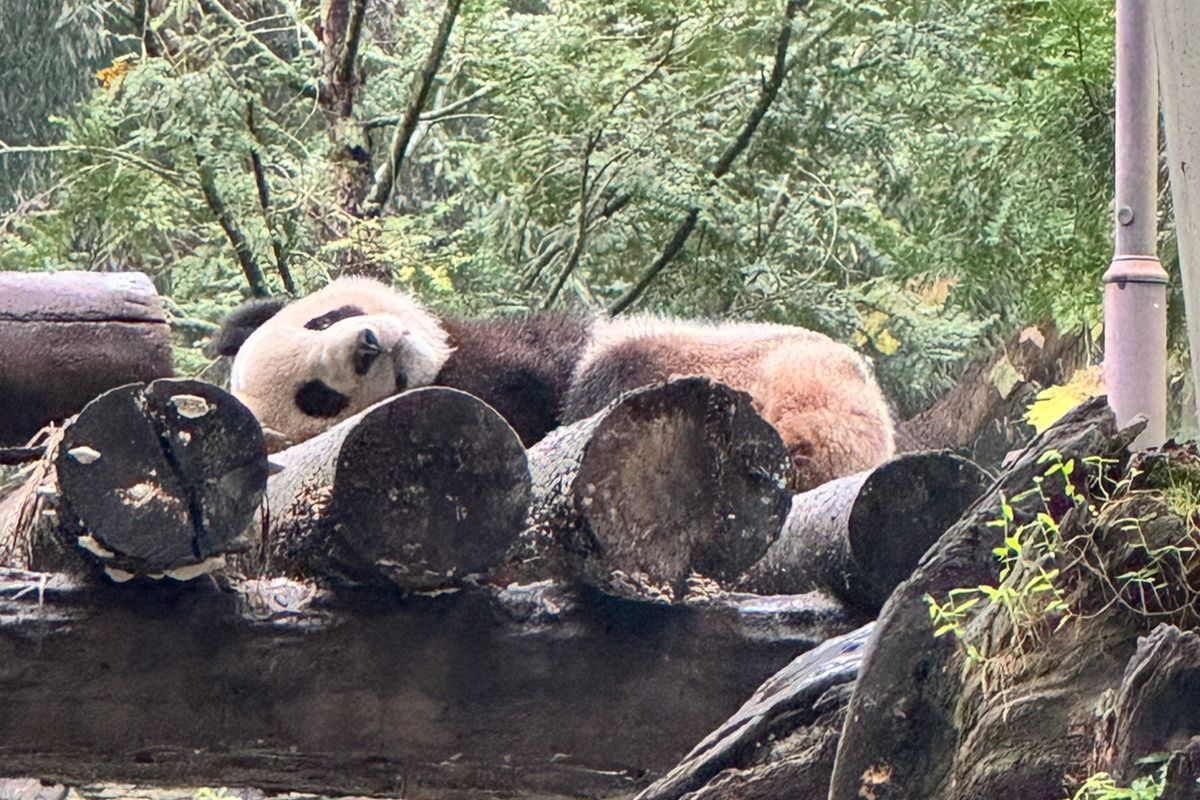 Saiba como vivem pandas 