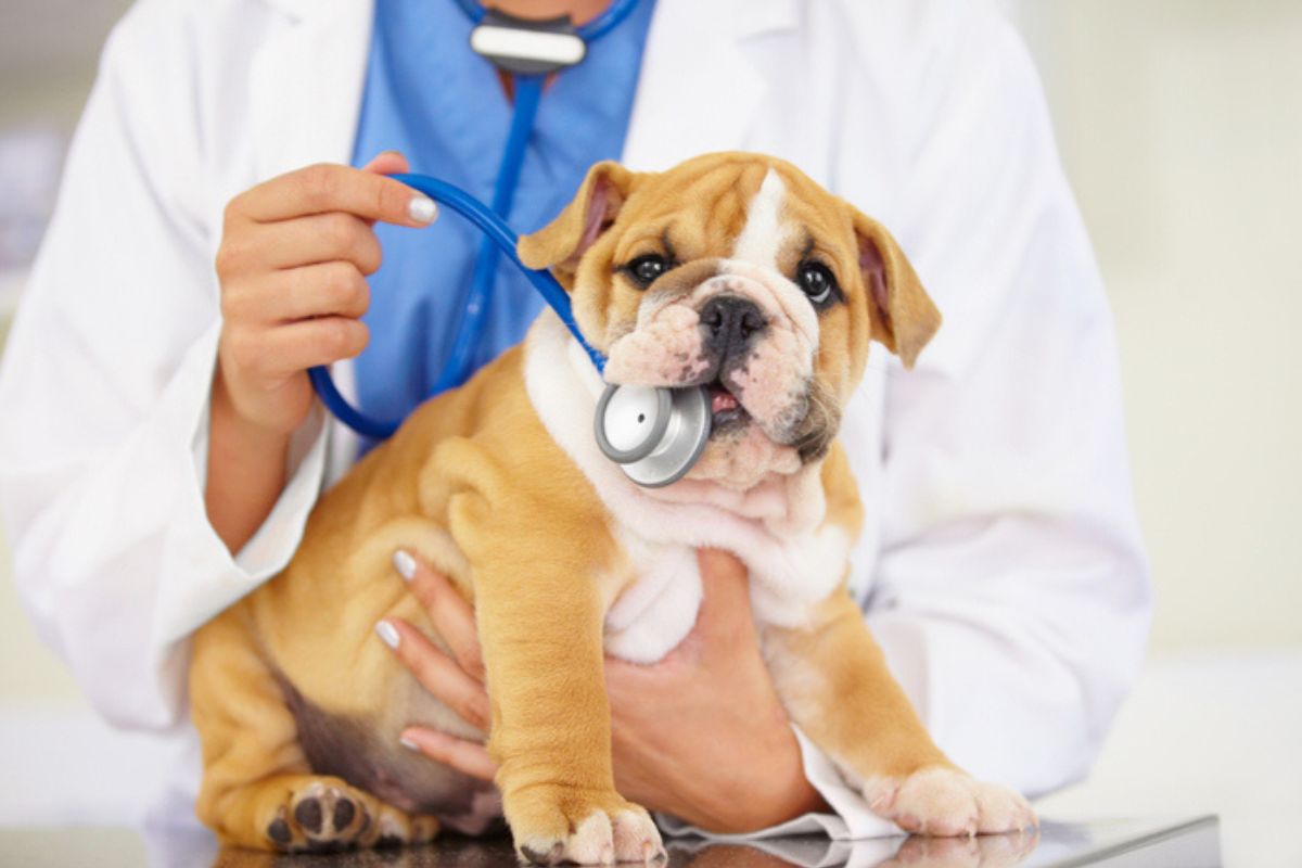 Cuidados Essenciais na Administração de Medicamentos para Pets