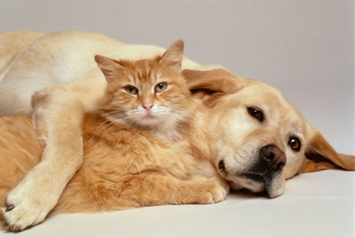 Imagem colorida de cachorro abraçando gato
