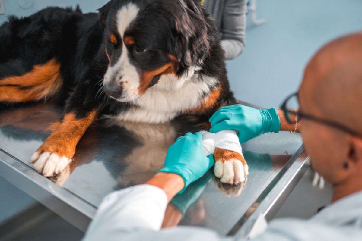 Imagem colorida de cachorro são bernardo sendo analisada por médico veterinário
