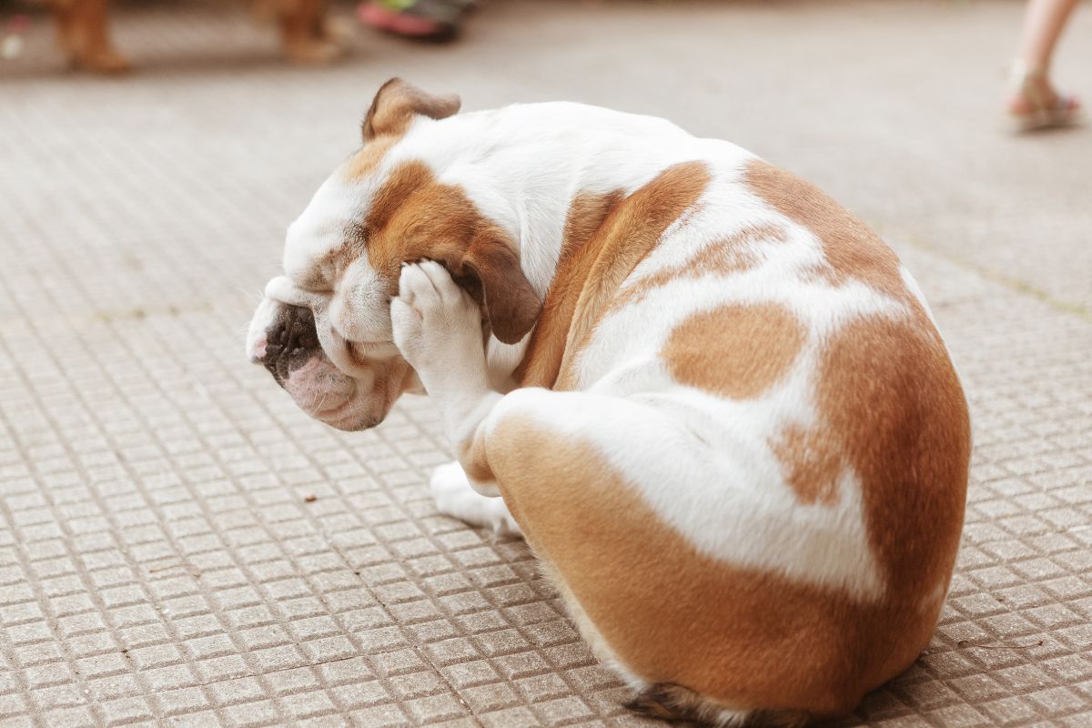 Expert ensina como prevenir o surgimento de pulgas e carrapatos em pets