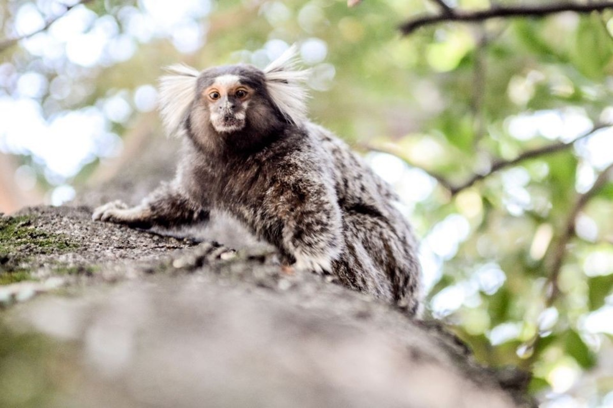 Imagem colorida de macaco - Metrópoles