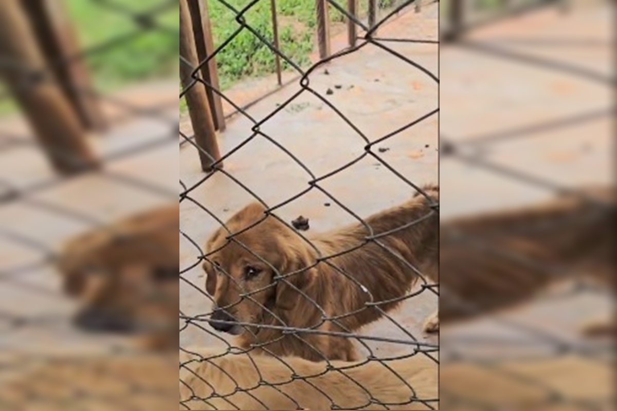 f-brica-de-filhotes-multid-o-se-une-para-cuidar-de-animais-resgatados