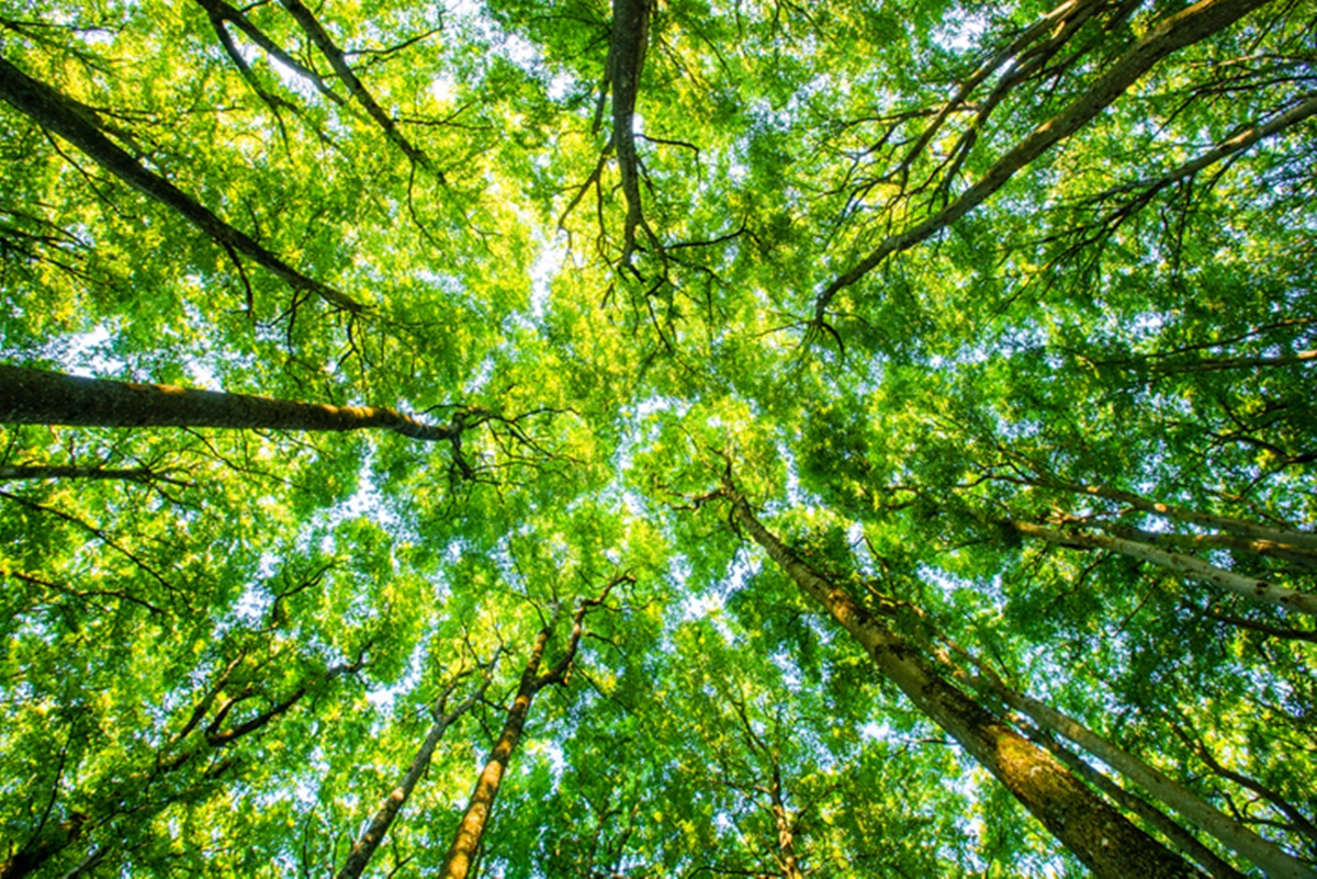 Foto de árvores em floresta - Metrópoles