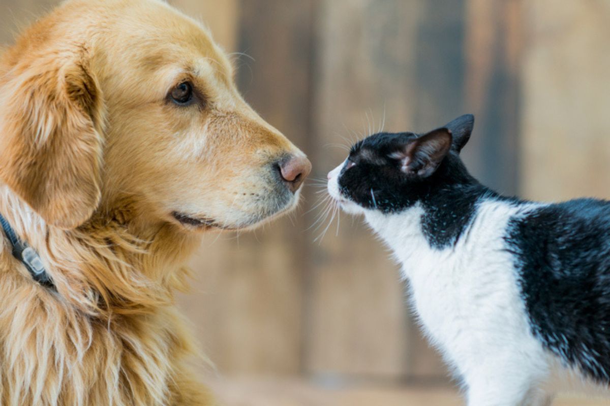 Imagem colorida de cachorro e gato próximos