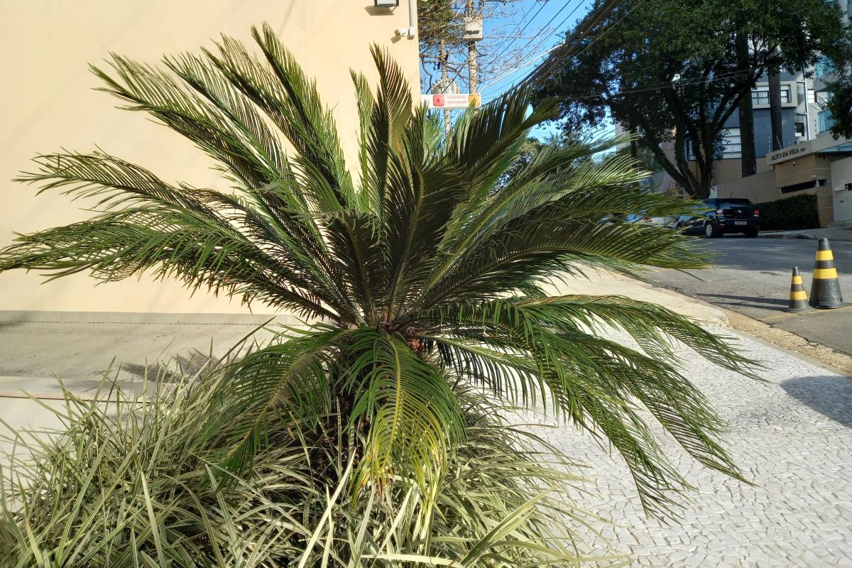 Planta cica: o arbusto decorativo que é fatal para cães