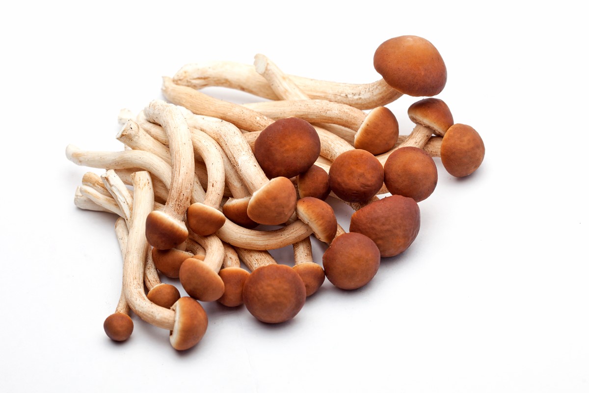 Shimeji pode ajudar a reduzir o sal da comida em até 70% sem perder o sabor
