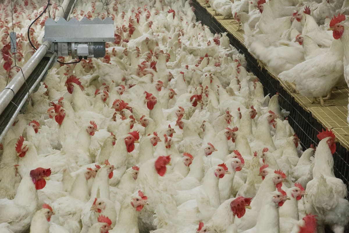 Newcastle: México suspende importação de carne de frango do Brasil