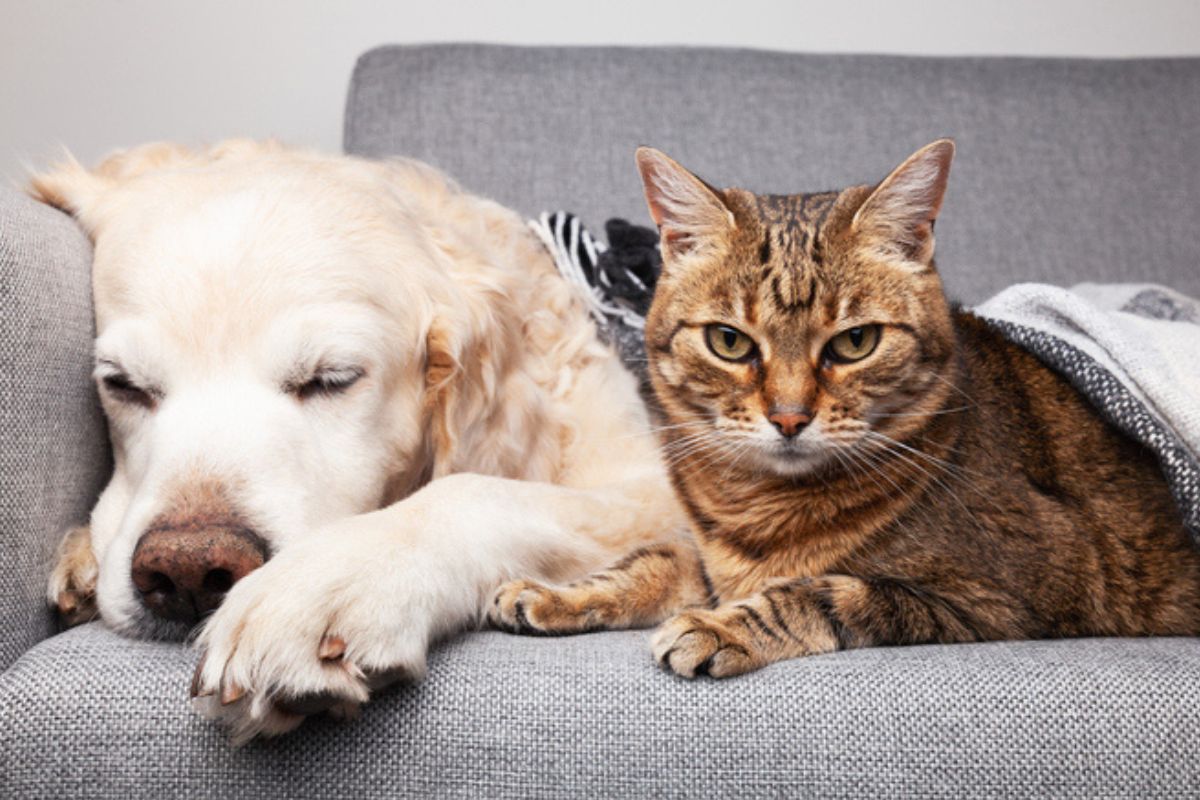 Imagem colorida de cachorro com gato deitados no sofá