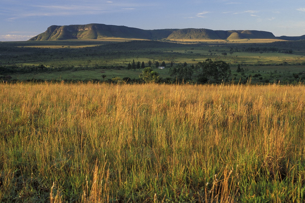 Imagem mostra uma vegetação do Cerrado no Parque Nacional da Chapada dos Veadeiros, em Goiás