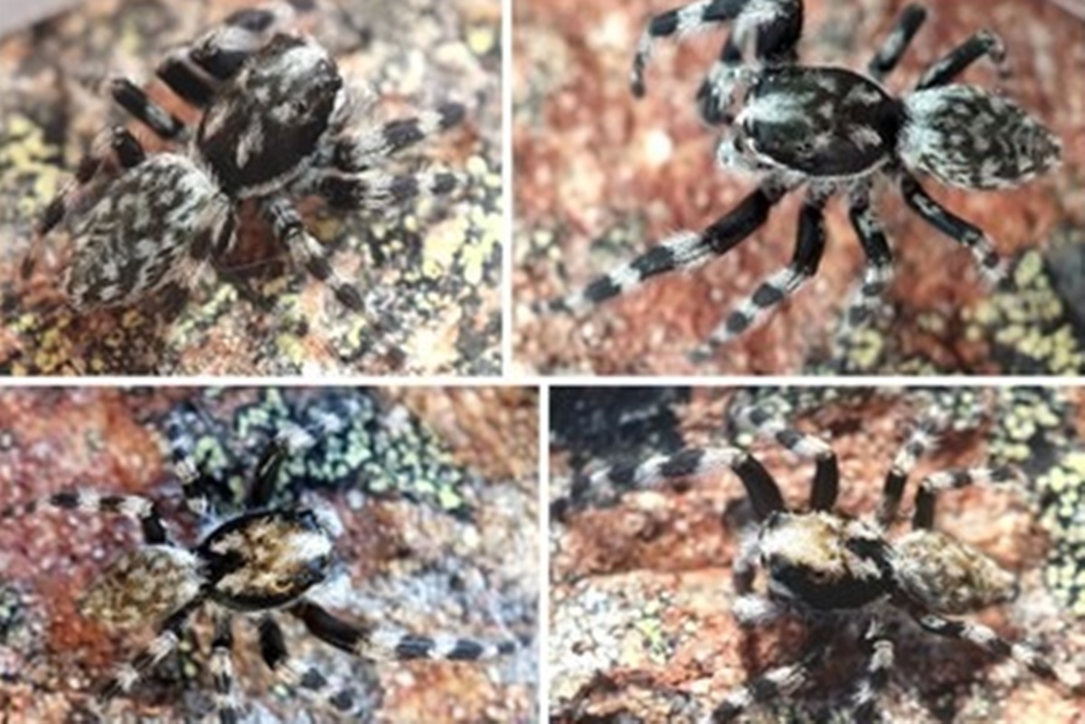 Nova espécie de aranha saltadora é encontrada na Nova Zelândia