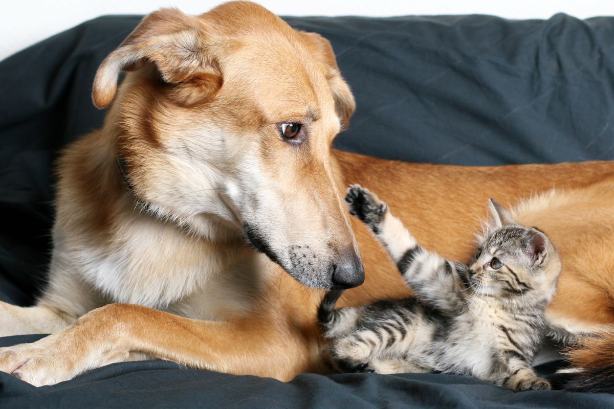 Cachorro e gato filhote deitados no sofá brincando juntos