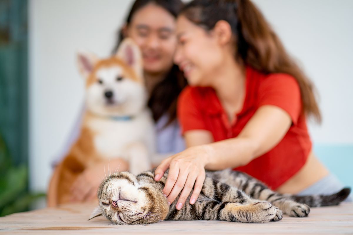 duas mulheres brincando com um cachorro e um gato