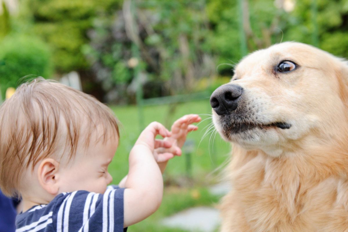 Imagem colorida de cachorro olhando preocupada para criança