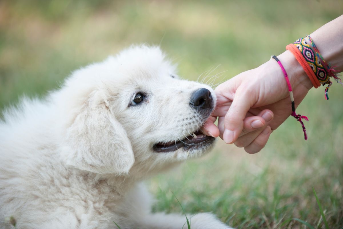 Foto colorida cachorro filhote, na cor branca, mordendo a mão do tutor
