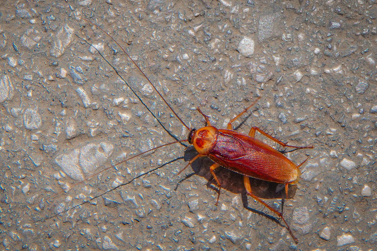 Imagem vinculada ao feed original: Após envio de baratas e aranhas vivas, eBay fecha acordo milionário