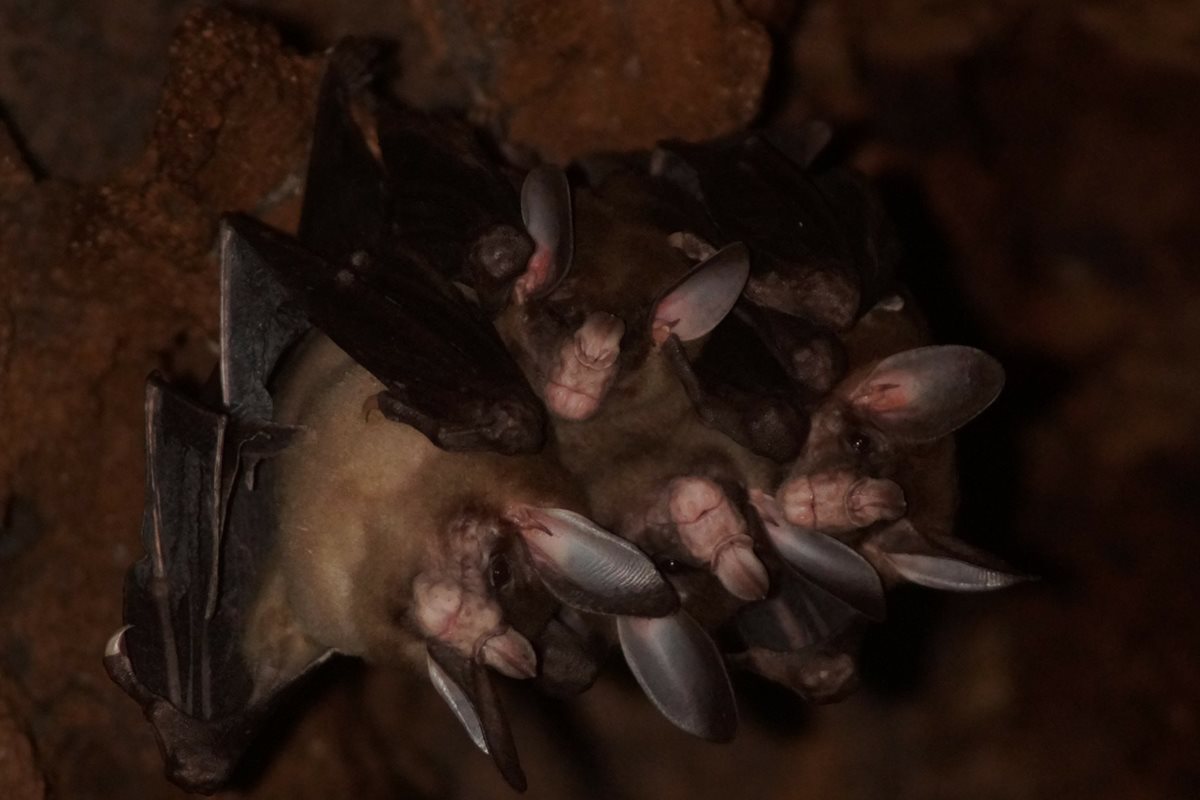 DNA de morcegos dá pistas sobre longevidade e resistência ao câncer