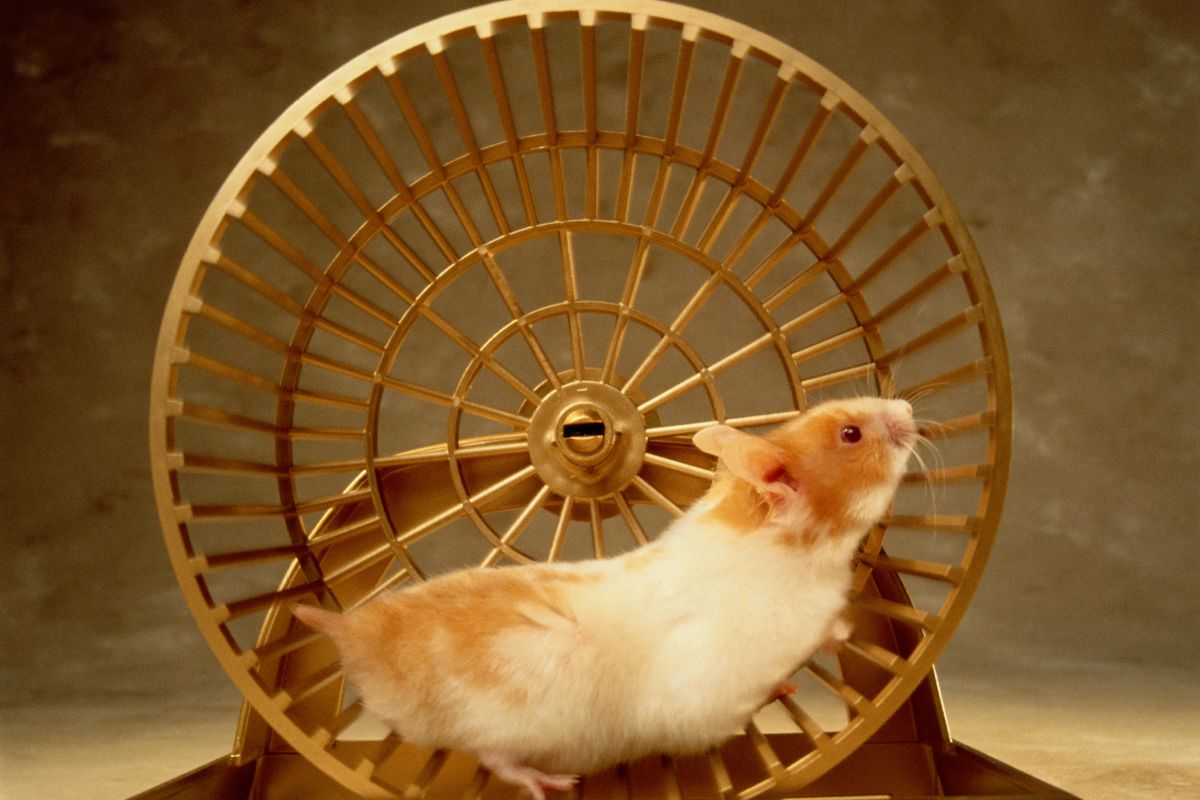 O que fazer para o seu hamster não sofrer com estresse e problemas de saúde