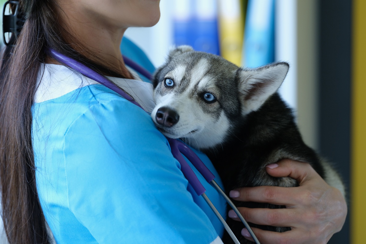 Mulher é presa após atuar como médica veterinária sem ter diploma