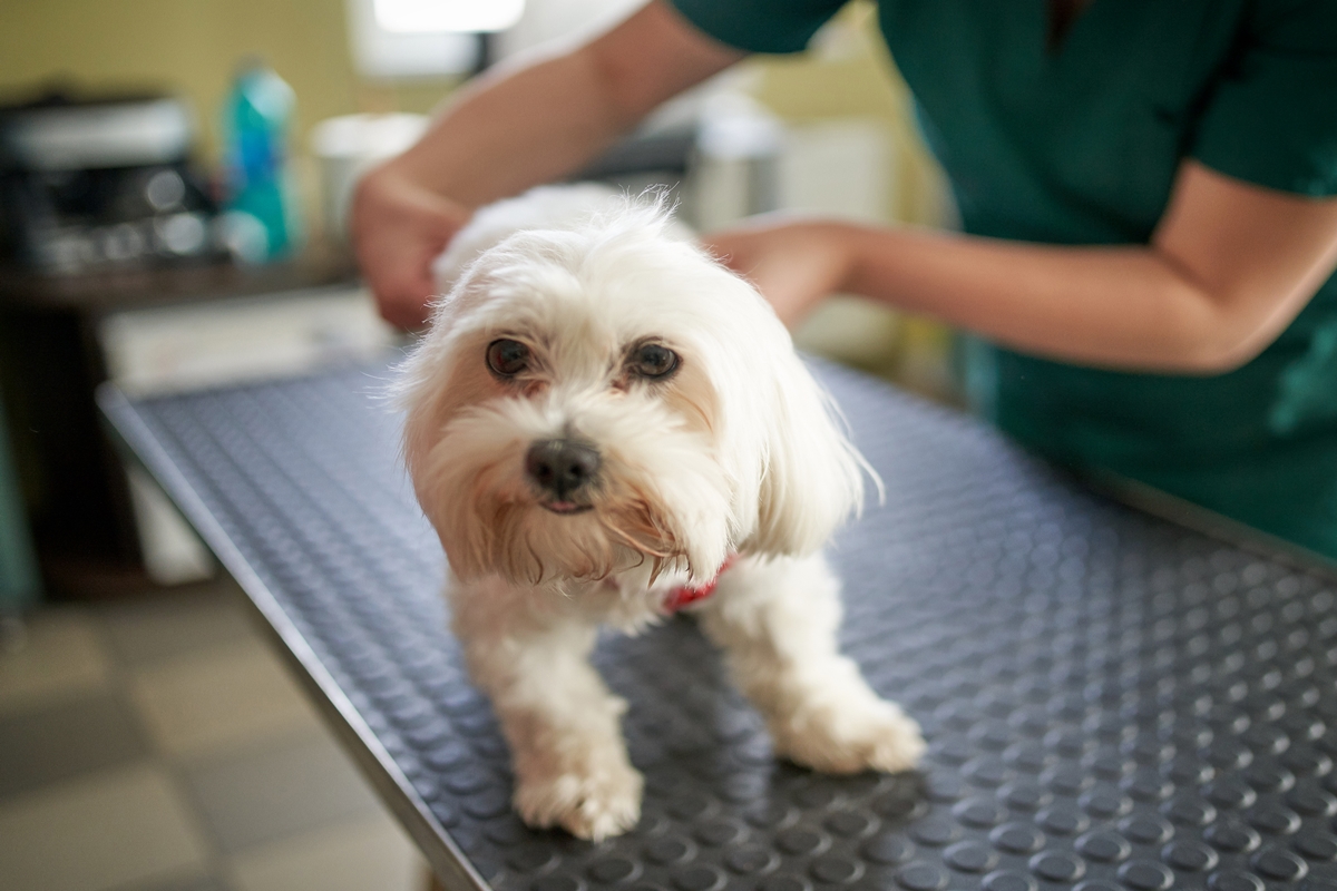 Pets de pelos claros precisam de cuidados específicos, alerta veterinária