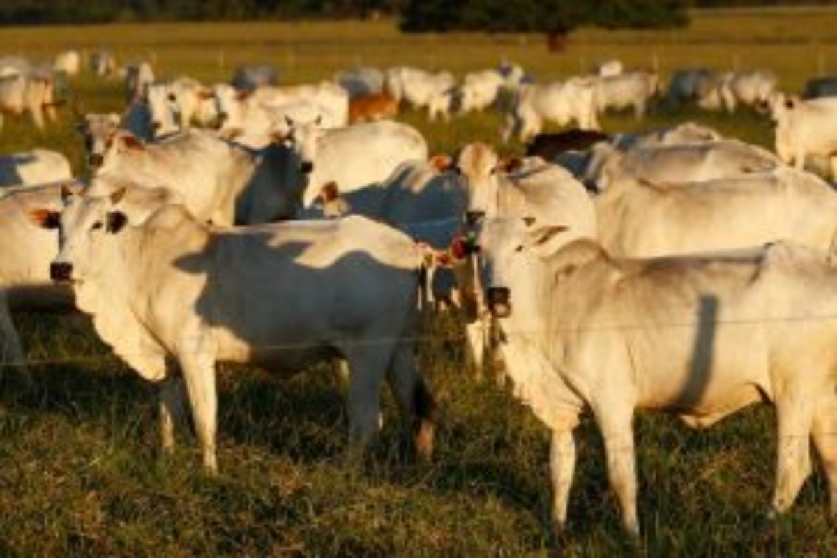 Com cota chinesa, preço da carne sofrerá alterações no Brasil