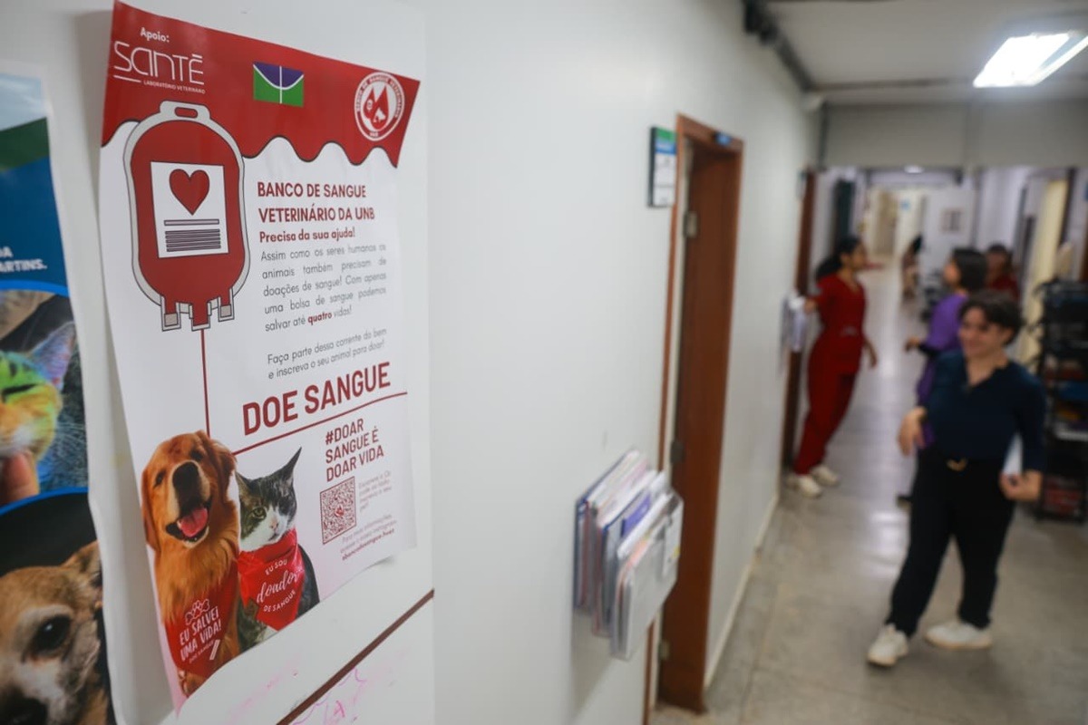 Crise de Doação de Sangue Animal Ameaça Cães e Gatos no DF