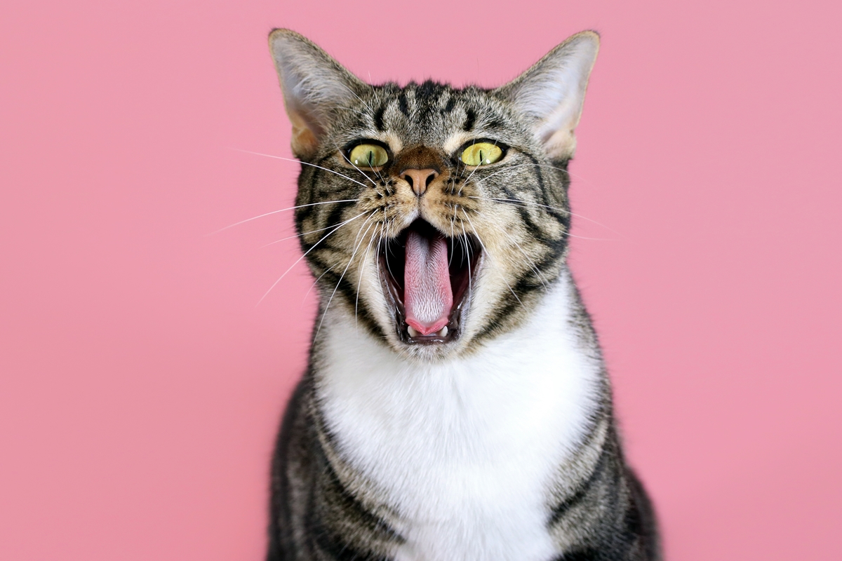 Desmistificando o Carinho: Como Entender os Gatos