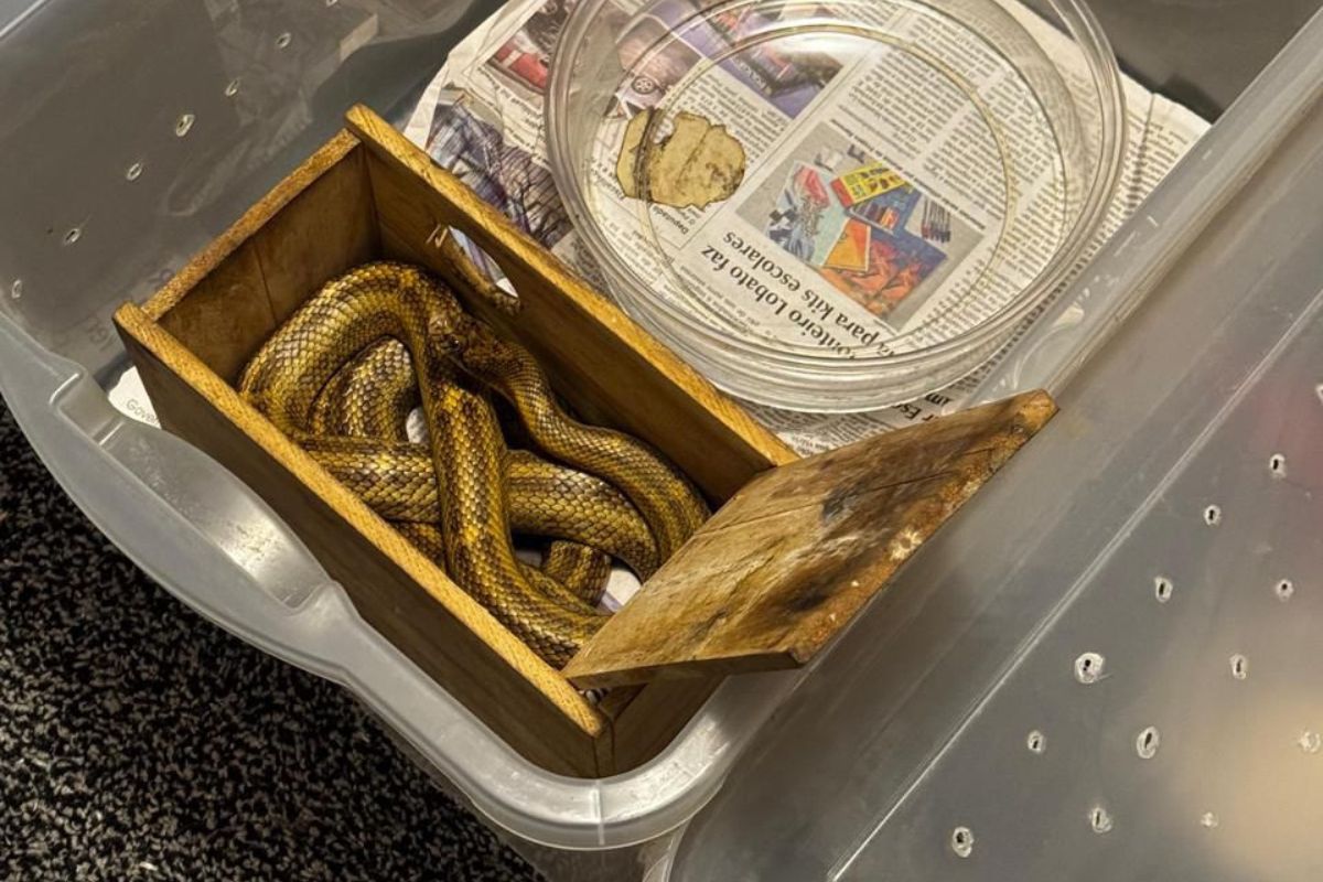 Família é multada em R$ 15 mil por manter quase 40 cobras em cativeiro