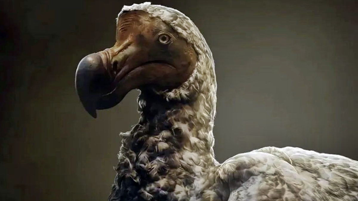 Extinção de animais não pode ser desfeita e genética pode explicar por que