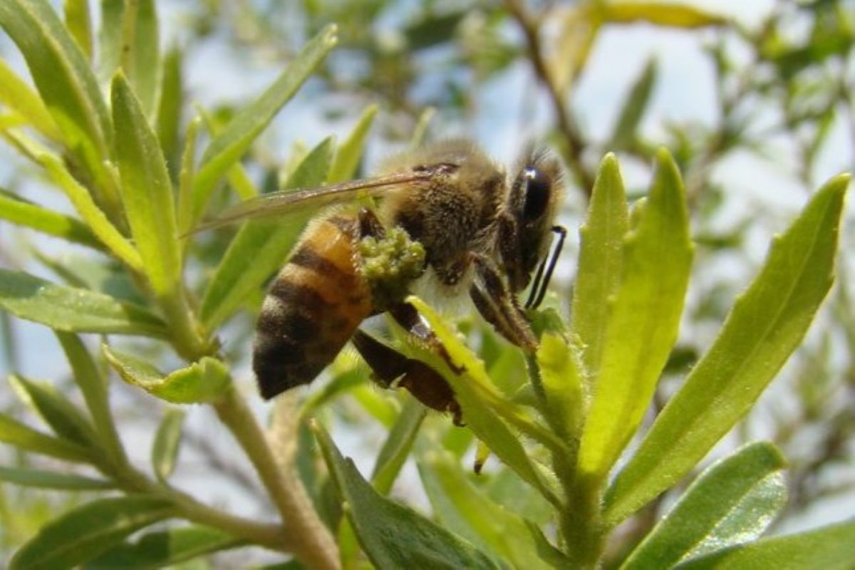 Imagem colorida mostra Abelha operária (Apis mellifera) coletando resina de alecrim-do-campo (Baccharis dracunculifolia) que ao entrar em contato com enzimas de sua saliva torna-se própolis verde - Metrópoles
