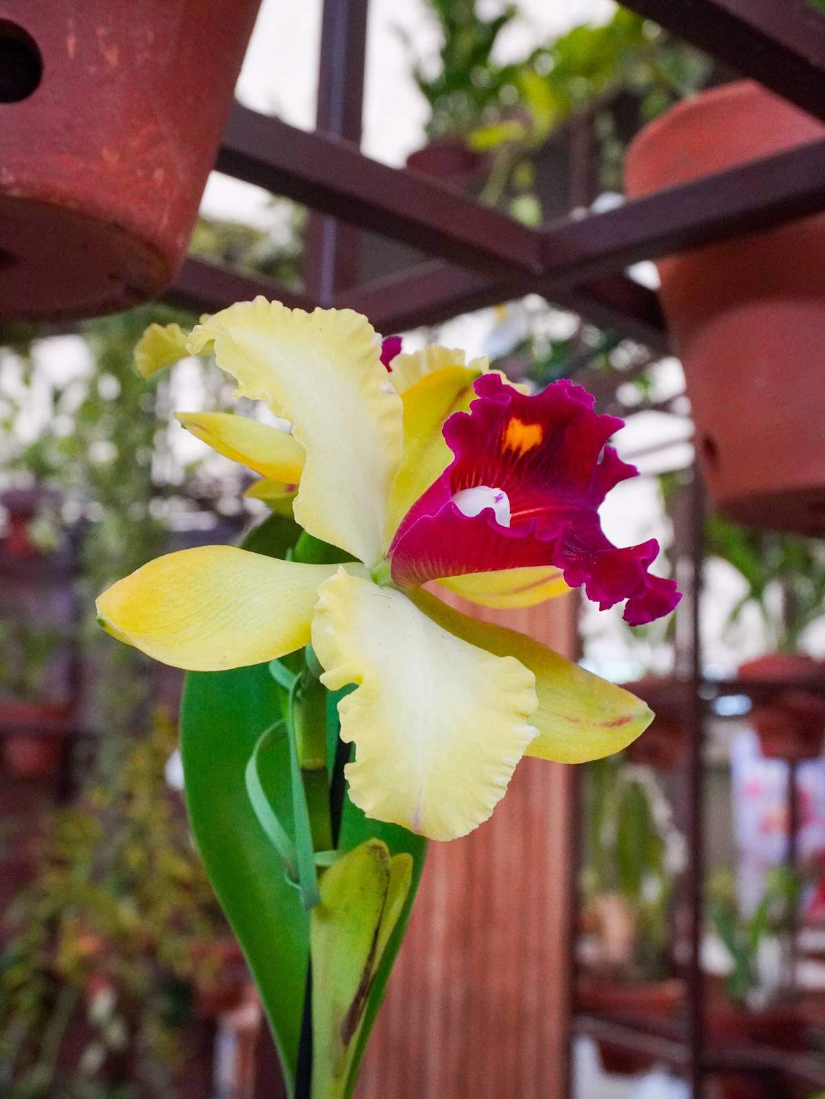 Com 27 espécies de orquídeas, o Orquidário Ruth Cardoso, no Parque Villa-Lobos, reúne mais de 50 espécies de plantas diversas e nativas - Metrópoles