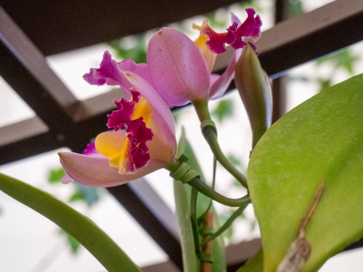 Com 27 espécies de orquídeas, o Orquidário Ruth Cardoso, no Parque Villa-Lobos, reúne mais de 50 espécies de plantas diversas e nativas - Metrópoles