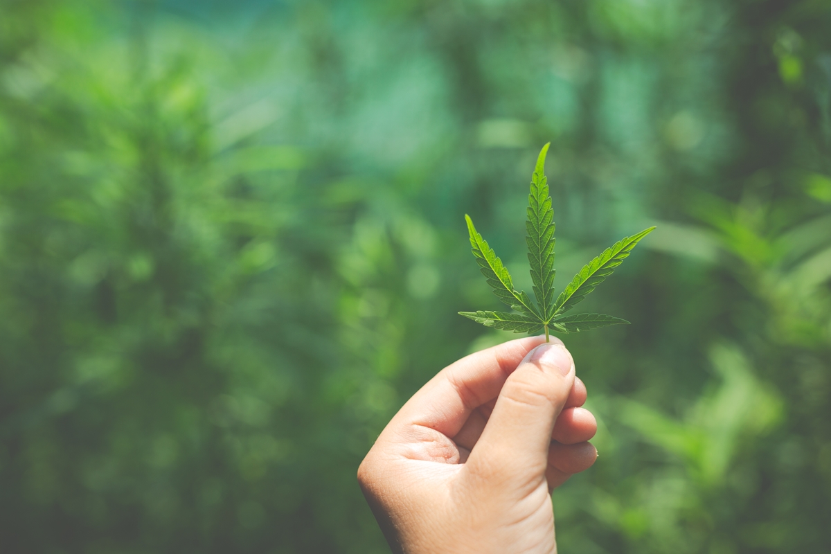 Cannabis medicinal não tem eficácia comprovada para tratar insônia