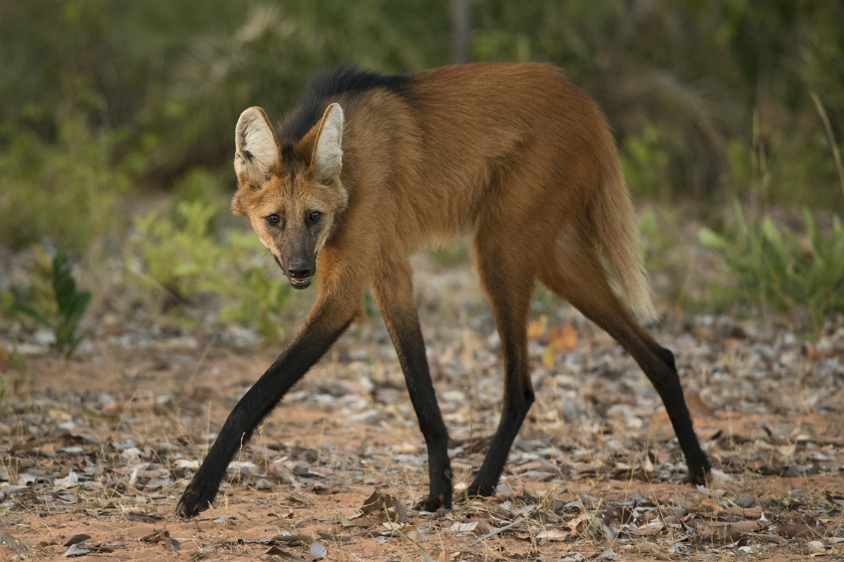 Chrysocyon: lobo-guará é o único representante ainda vivo de seu gênero