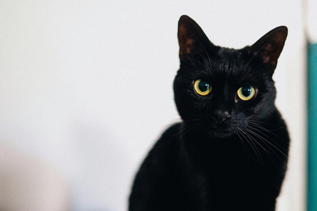 Gato preto