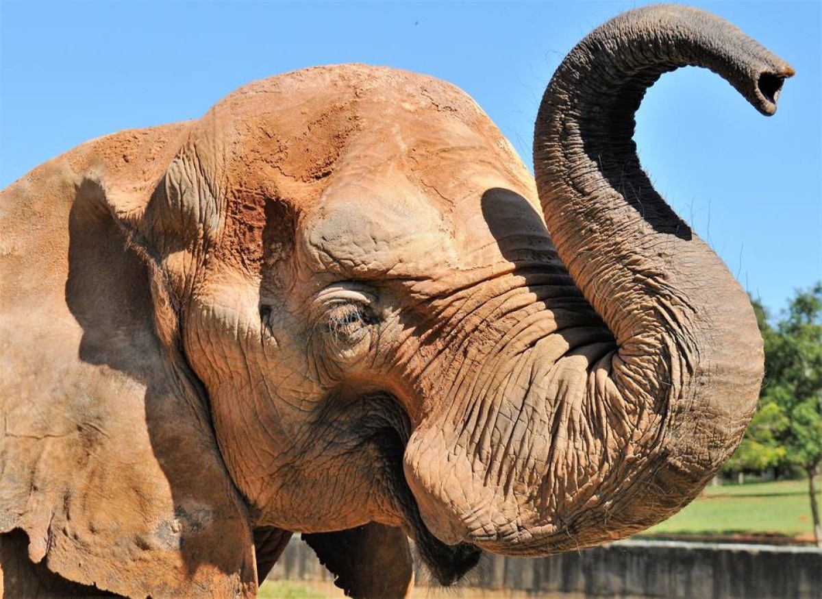 Mulher invade recinto de elefante no Zoo de Brasília
