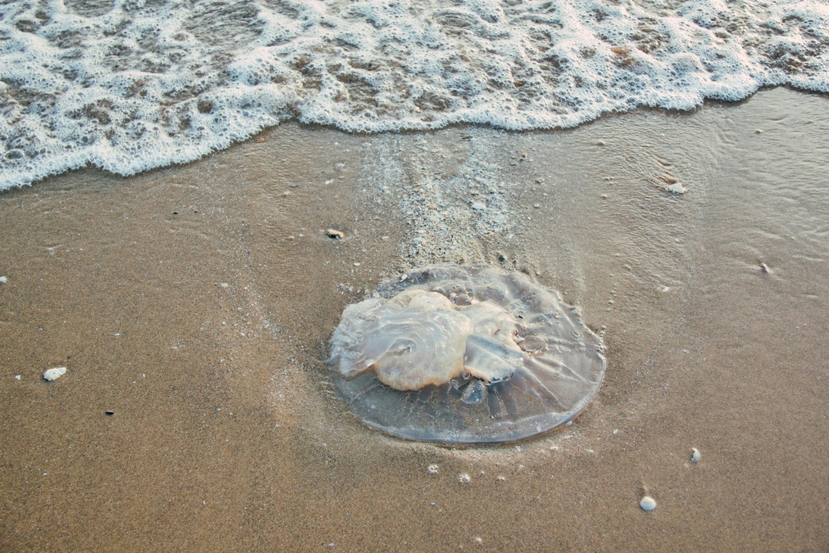 Imagem vinculada ao feed original: Praias do litoral de SP têm aumento na presença de águas-vivas